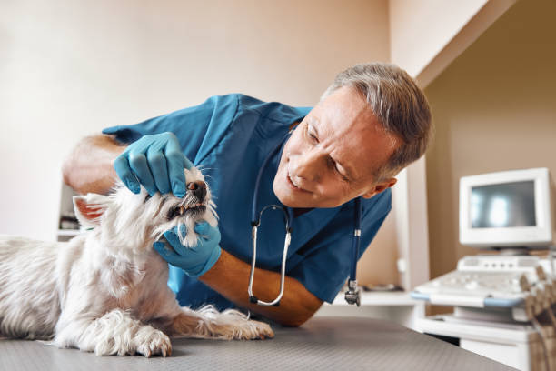 Best Emergency Dental Services Near Me  in Haverhill, MA